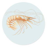 Vintage Shrimp, Marine Life Ocean Animals Anatomy Classic Round Sticker