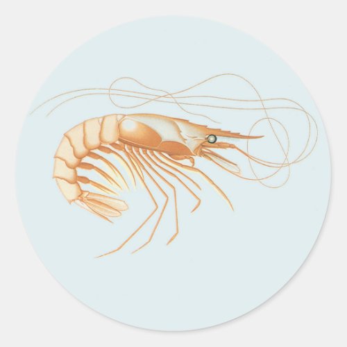 Vintage Shrimp Marine Life Ocean Animals Anatomy Classic Round Sticker
