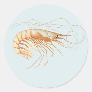 Vintage Shrimp, Marine Life Ocean Animals Anatomy Classic Round Sticker