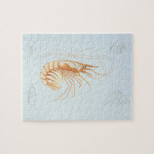 Vintage Shrimp, Marine Life Ocean Animals Anatomy Jigsaw Puzzle