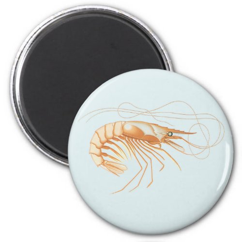 Vintage Shrimp Marine Life Ocean Animals Anatomy Magnet