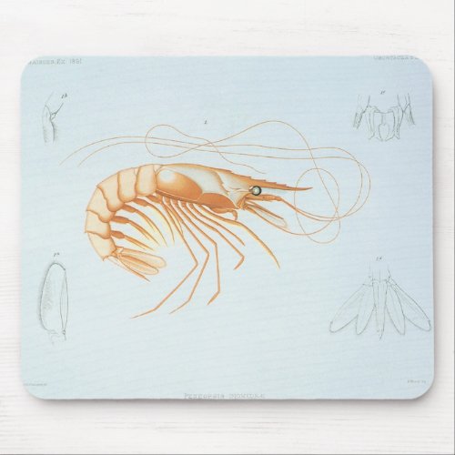 Vintage Shrimp Marine Life Ocean Animals Anatomy Mouse Pad