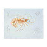 Vintage Shrimp, Marine Life Ocean Animals Anatomy Postcard