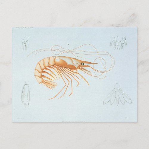 Vintage Shrimp Marine Life Ocean Animals Anatomy Postcard