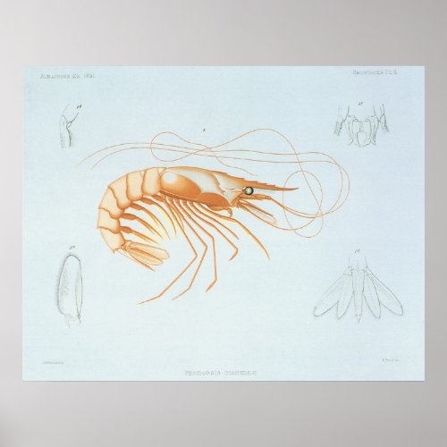 Vintage Shrimp Marine Life Ocean Animals Anatomy Poster