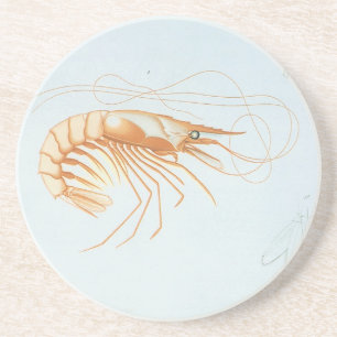 Vintage Shrimp, Marine Life Ocean Animals Anatomy Sandstone Coaster