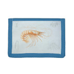 Vintage Shrimp, Marine Life Ocean Animals Anatomy Trifold Wallet