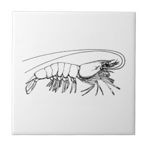 Vintage Shrimp Tile