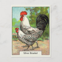 Vintage Silver Braekel Chicken Postcard