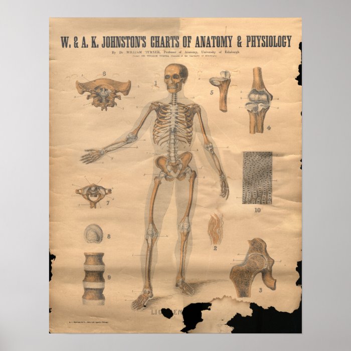 Vintage Skeletal Bones Anatomy Chart 1906 Print