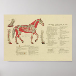 Vintage Skeletal Horse Anatomy Print 1902