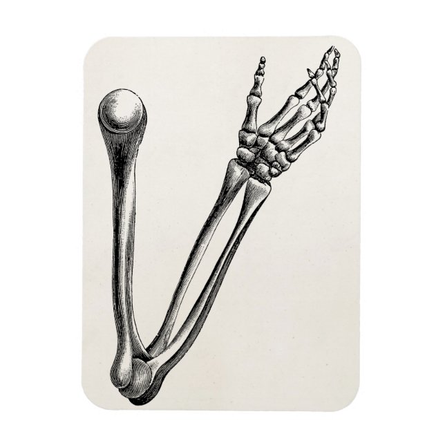 Vintage Skeleton Arm Bone Personalized Retro Bones Magnet (Vertical)
