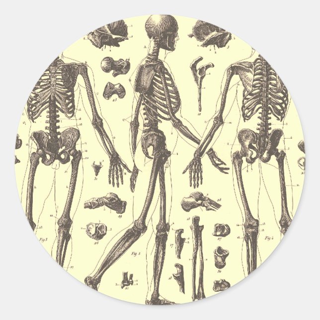 Vintage Skeleton Diagrams Classic Round Sticker (Front)