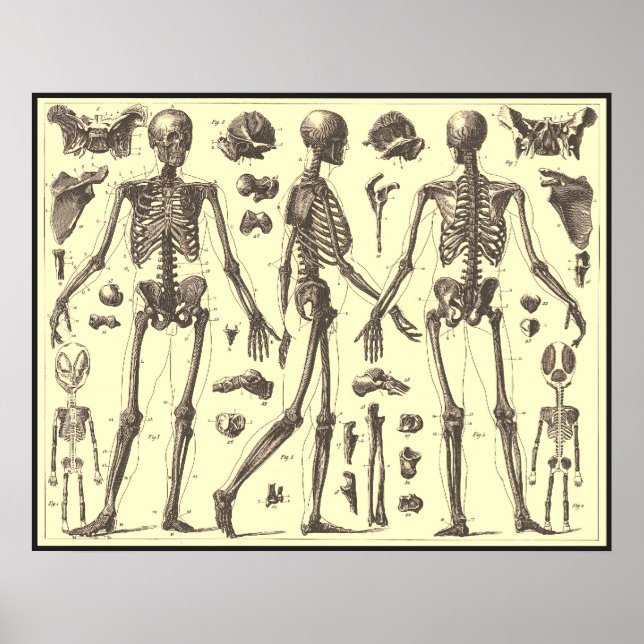 Vintage Skeleton Diagrams Poster (Front)