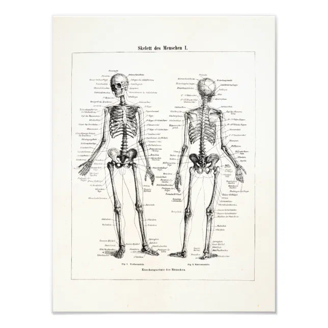 Vintage Skeleton Human Anatomy Bone Bones Skull Photo Print | Zazzle