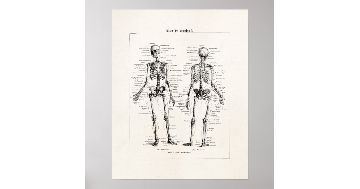 Vintage Skeleton Human Anatomy Bone Bones Skull Poster | Zazzle