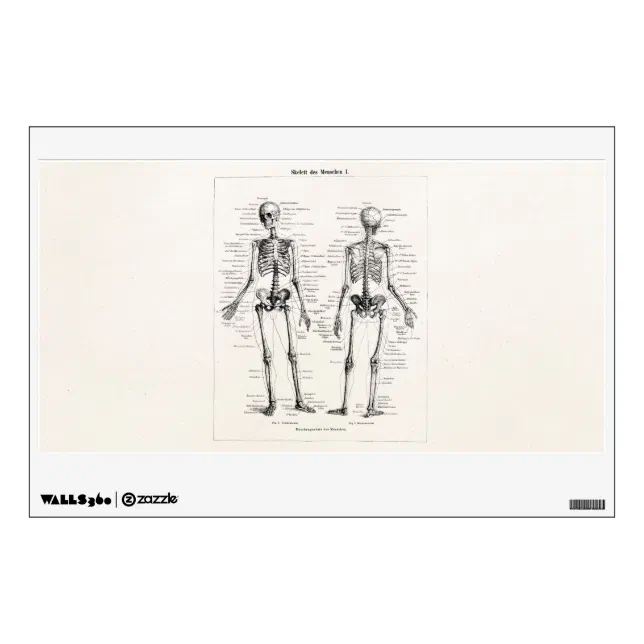 Vintage Skeleton Human Anatomy Bone Bones Skull Wall Sticker | Zazzle