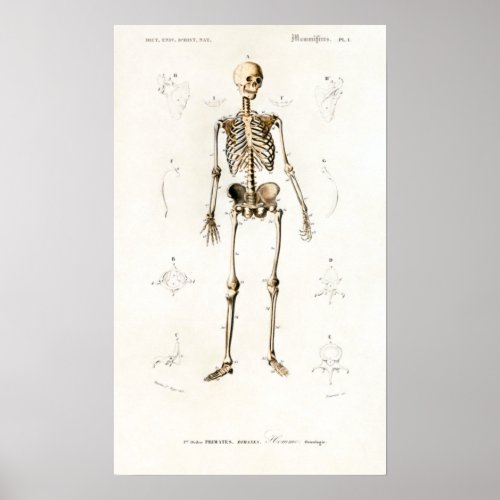 Vintage Skeleton Human Anatomy Chart