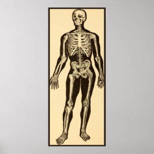 Vintage skeleton illustration aged whimsical  poster