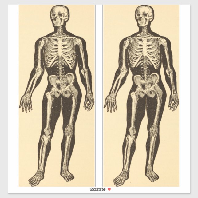 Vintage skeleton illustration aged whimsical  sticker (Sheet)