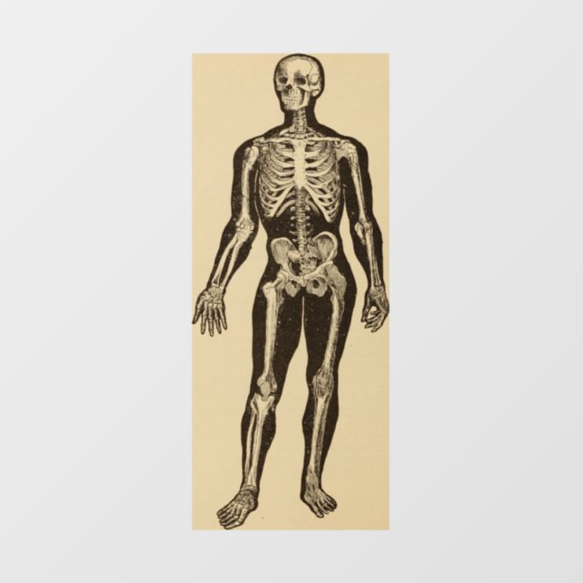 Vintage skeleton illustration aged whimsical  window cling (Sheet)