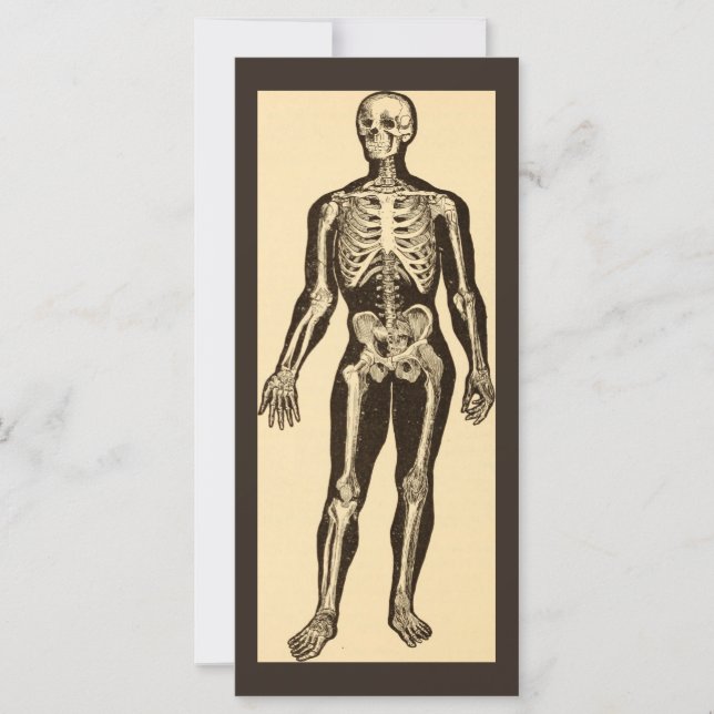 Vintage skeleton medical illustration aged flat  (Front)