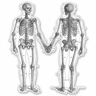 Vintage Skeletons Diagram with Numbered Bones