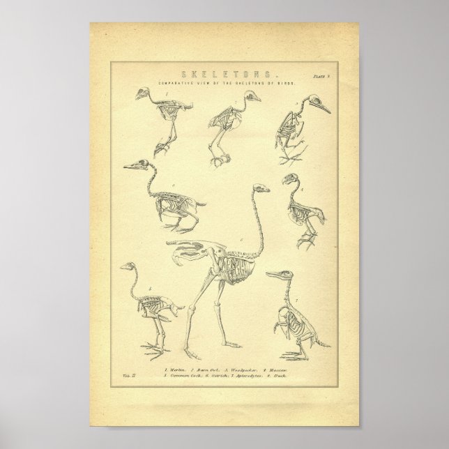 Vintage Skeletons of Birds Print (Front)