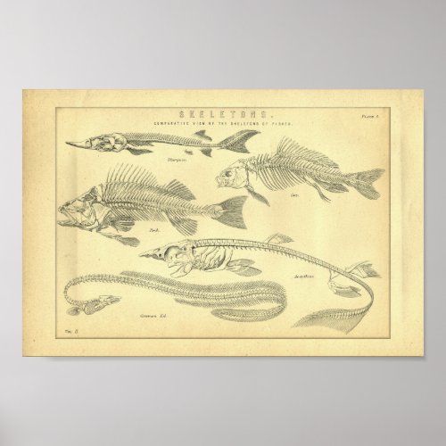 Vintage Skeletons of Fish Print