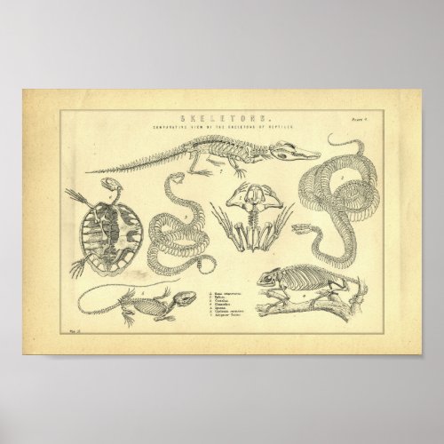 Vintage Skeletons of Reptiles Print
