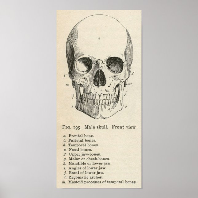 Vintage Skull Anatomy Halloween Poster (Front)