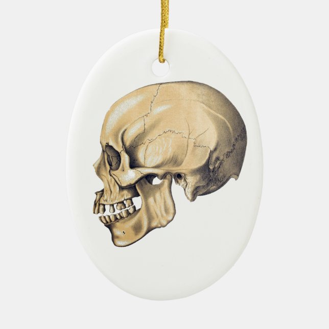 Vintage Skull Anatomy Illustration Ceramic Ornament (Front)