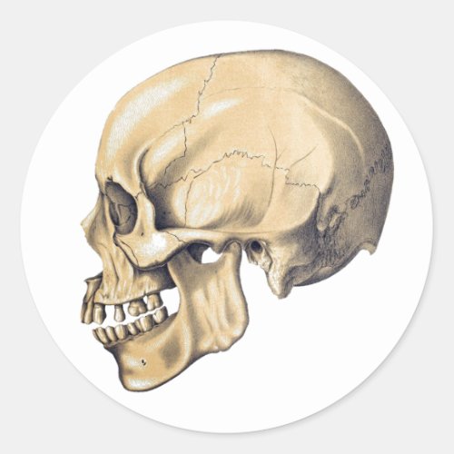 Vintage Skull Anatomy Illustration Classic Round Sticker
