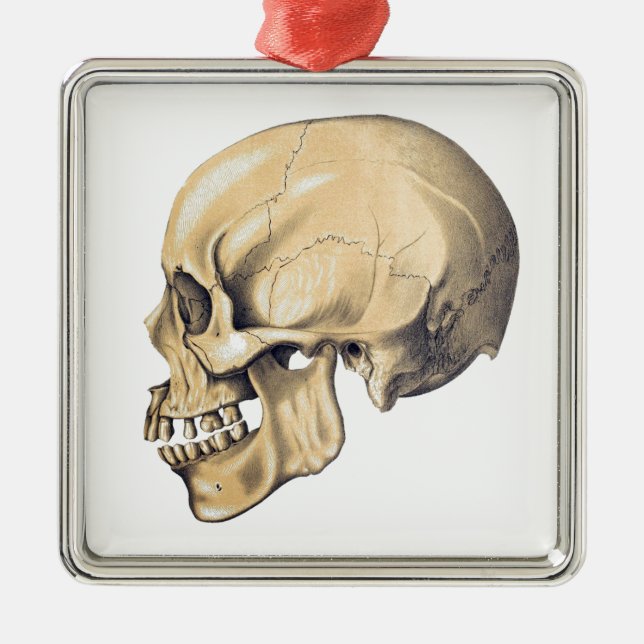 Vintage Skull Anatomy Illustration Metal Ornament (Front)