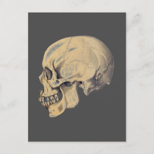 Vintage Skull Anatomy Illustration Postcard