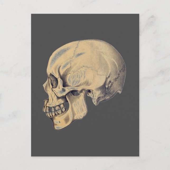 Vintage Skull Anatomy Illustration Postcard (Front)