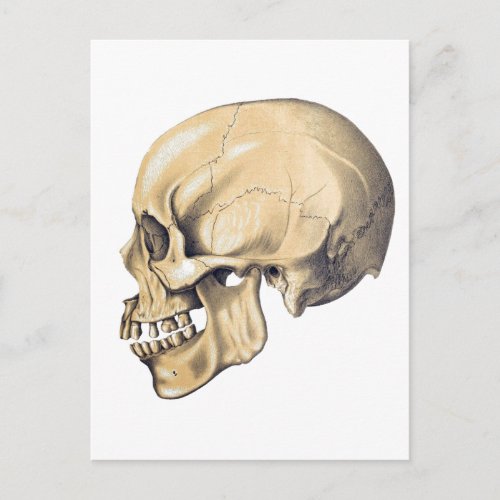 Vintage Skull Anatomy Illustration Postcard