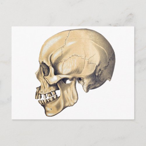 Vintage Skull Anatomy Illustration Postcard