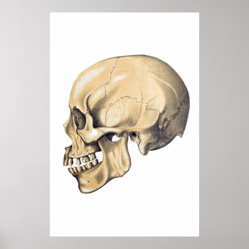 Vintage Skull Anatomy Illustration Poster