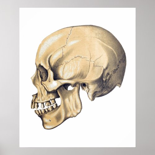 Vintage Skull Anatomy Illustration Poster