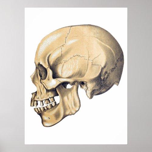 Vintage Skull Anatomy Illustration Poster