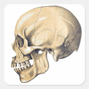 Vintage Skull Anatomy Illustration Square Sticker