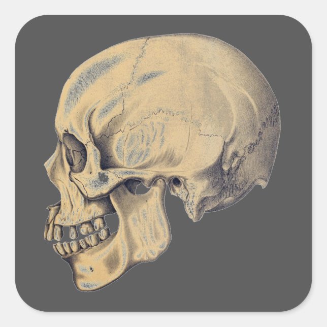 Vintage Skull Anatomy Illustration Square Sticker (Front)