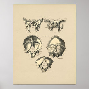 Vintage Skull Bones 1880 Print