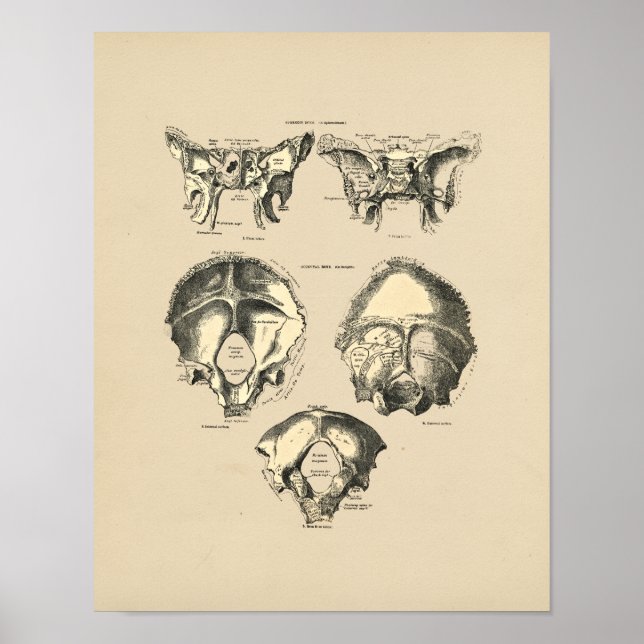 Vintage Skull Bones 1880 Print (Front)
