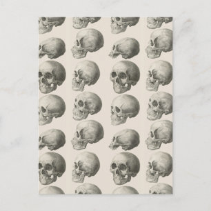 Vintage Skull Illustrations Postcard