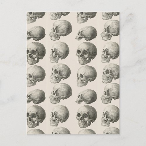 Vintage Skull Illustrations Postcard