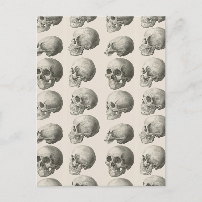 Vintage Skull Illustrations Postcard (Front)