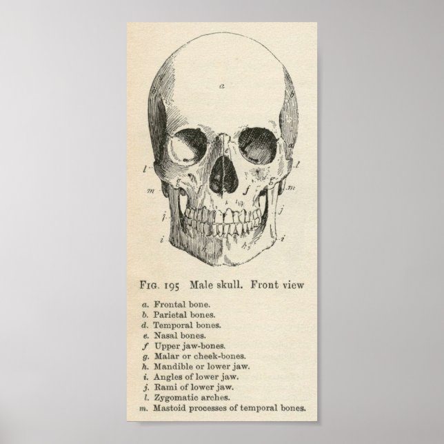Vintage Skull Poster (Front)