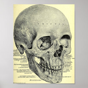 Vintage Skull Poster